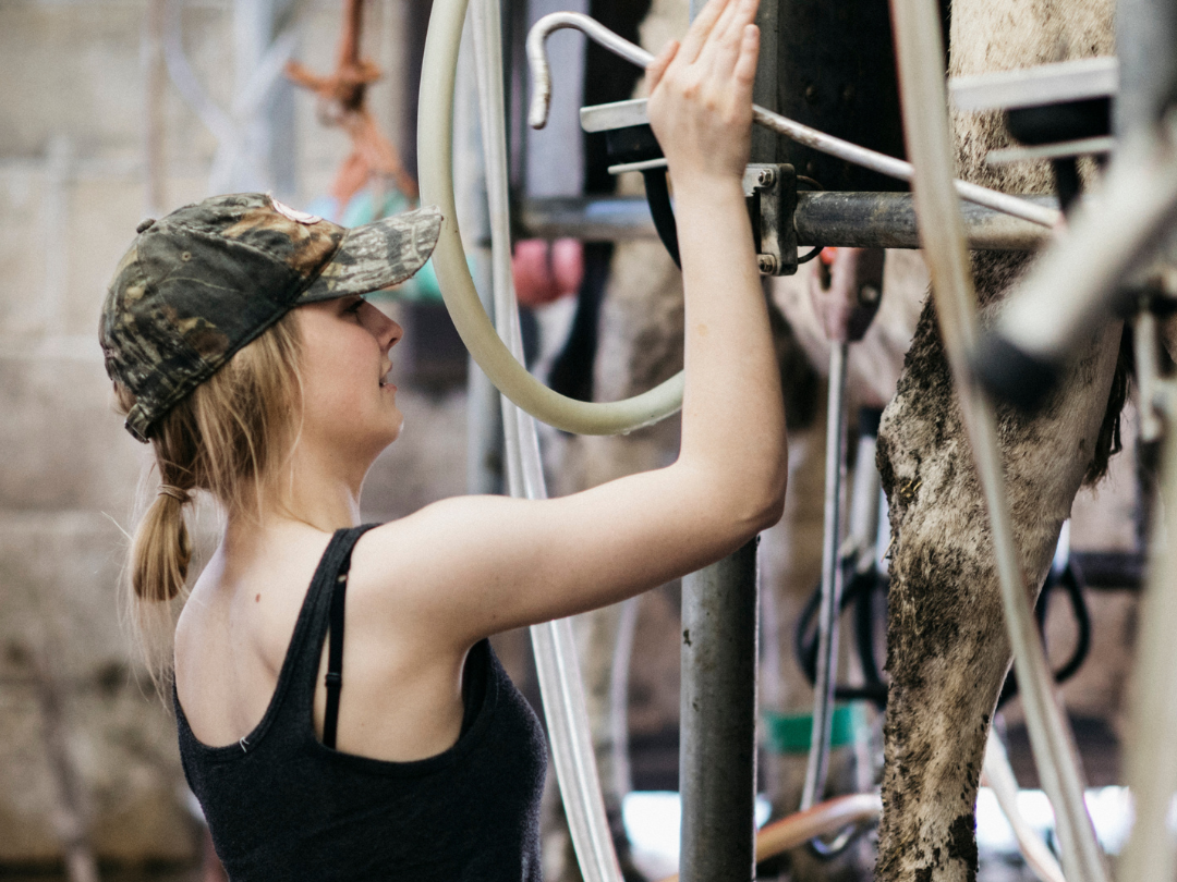 young female dairy farm worker milking